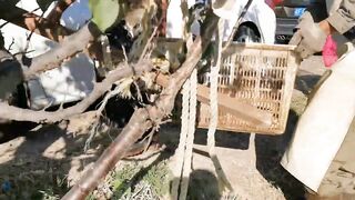 82 килограмма карпа в пекинском пруду трофейная рыбалка и проверка снастей на прочность