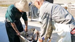 82 килограмма карпа в пекинском пруду трофейная рыбалка и проверка снастей на прочность