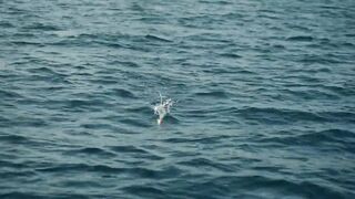 Морская рыбалка в Фуджейре на поппер днём а вечером эту рыбу готовят в ресторане