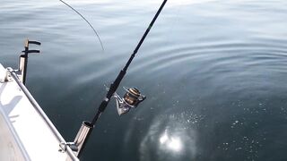 Рыбалка на тунца в Эмиратах морская рыбалка в Фуджейре по крупной синей торпеде