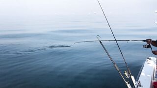 Рыбалка на тунца в Эмиратах морская рыбалка в Фуджейре по крупной синей торпеде