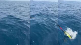 Сезон рыбалки в Фуджейре ОАЭ морская рыбалка в Фуджейре с берега и катеров