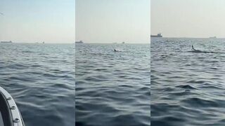 Рыба парусник в Фуджейре трофейная морская рыбалка в эмиратах осенью 2025