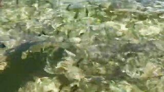 Пляж Хиккадува и подводная жизнь Шри-Ланки где плавать с маской и смотреть на тропических рыб