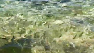 Пляж Хиккадува и подводная жизнь Шри-Ланки где плавать с маской и смотреть на тропических рыб