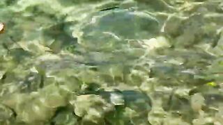 Пляж Хиккадува и подводная жизнь Шри-Ланки где плавать с маской и смотреть на тропических рыб