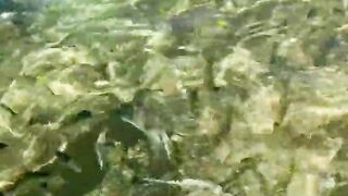 Пляж Хиккадува и подводная жизнь Шри-Ланки где плавать с маской и смотреть на тропических рыб