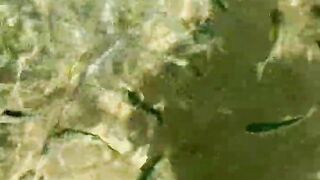 Пляж Хиккадува и подводная жизнь Шри-Ланки где плавать с маской и смотреть на тропических рыб