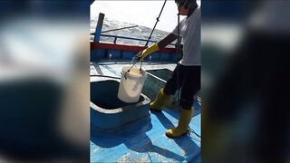 Семь тонн рыбы возвращают в море: Хиккадува Шри-Ланка и спасённый улов рыбаков