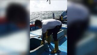 Семь тонн рыбы возвращают в море: Хиккадува Шри-Ланка и спасённый улов рыбаков