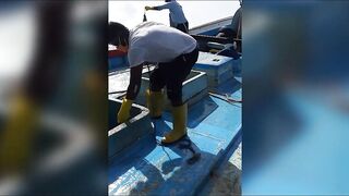 Семь тонн рыбы возвращают в море: Хиккадува Шри-Ланка и спасённый улов рыбаков