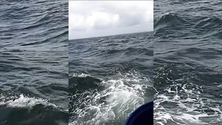 Семь тонн рыбы возвращают в море: Хиккадува Шри-Ланка и спасённый улов рыбаков