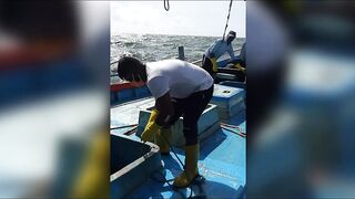 Семь тонн рыбы возвращают в море: Хиккадува Шри-Ланка и спасённый улов рыбаков