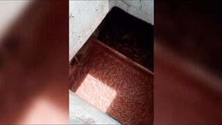 Семь тонн рыбы возвращают в море: Хиккадува Шри-Ланка и спасённый улов рыбаков