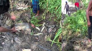 Только что пойманная прудовая рыба вот таким бывает улов у местных рыбаков