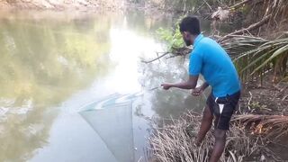 Ловля крупного rohu в реке Kirindi Oya традиционная рыбалка сетью на Шри-Ланке