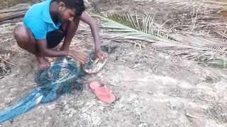 Ловля крупного rohu в реке Kirindi Oya традиционная рыбалка сетью на Шри-Ланке