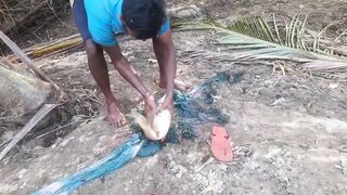 Ловля крупного rohu в реке Kirindi Oya традиционная рыбалка сетью на Шри-Ланке