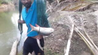 Ловля крупного rohu в реке Kirindi Oya традиционная рыбалка сетью на Шри-Ланке
