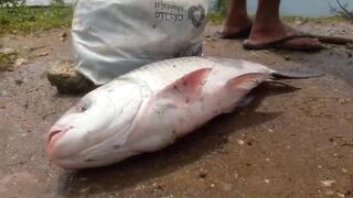 Крупная рыба рвёт сети озёрная рыбалка на Шри-Ланке охота за ctala и rohu