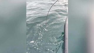 GT ломает два спиннинга морская рыбалка на Шри-Ланке и жёсткая схватка в Хиккадуве