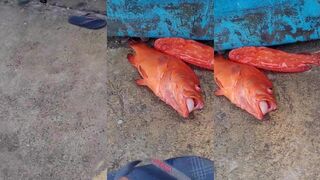 Странная рыба на Шри-Ланке неожиданный трофей с глубины у тропического песчаного берега