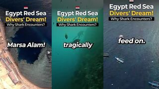 Почему встречи с акулами в Египте продолжаются и что это значит для отдыха