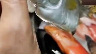 Удачная морская рыбалка в Марса-Алам трофеи из Красного моря и улыбки на борту