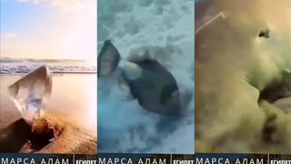 Марса-Алам - это супер морская рыбалка в Египте трофейные рыбы Красного моря