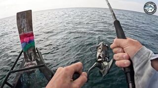 Крупная queenfish тащит леску тяжёлая работа фрикциона и восторг спиннингиста