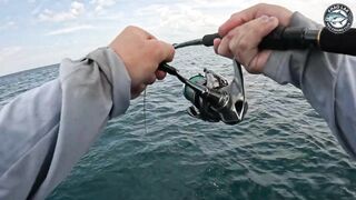 Крупная queenfish тащит леску тяжёлая работа фрикциона и восторг спиннингиста