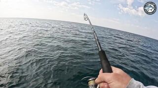 Крупная queenfish тащит леску тяжёлая работа фрикциона и восторг спиннингиста