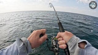 Крупная queenfish тащит леску тяжёлая работа фрикциона и восторг спиннингиста