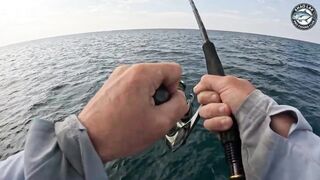 Крупная queenfish тащит леску тяжёлая работа фрикциона и восторг спиннингиста