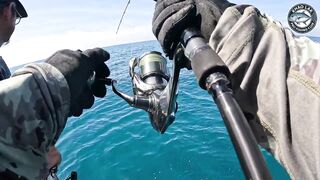 Длинноперый тунец на лёгкую снасть - морская рыбалка в Таиланде и катушка Stella C3000 на пределе