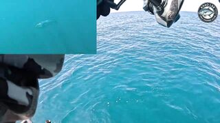 Длинноперый тунец на лёгкую снасть - морская рыбалка в Таиланде и катушка Stella C3000 на пределе