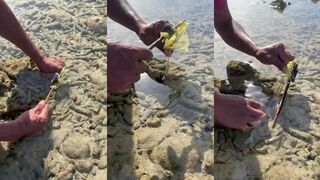 เขาหลัก (Khao Lak) ловим креветку богомола у камней укусит ли за палец