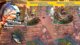 Охота на пиранью в Mui Ne быстрые атаки и короткие поводки