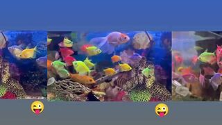 Аквариумный шорт про рыбу что это за вид и чем он удивляет?