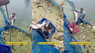 Охота за гигантским пангасиусом дикая рыбалка и настоящее приключение на воде