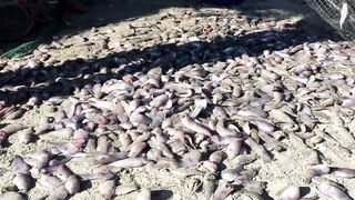 Phan Thiet рыбацкая деревня утром лодки лед и голоса на причале