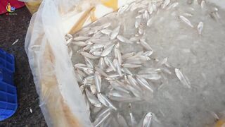 Chợ Cá Cồn Chà в Phan Thiết: чем удивляет главный рынок морепродуктов?