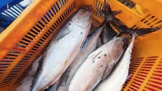 Chợ Cá Cồn Chà в Phan Thiết: чем удивляет главный рынок морепродуктов?