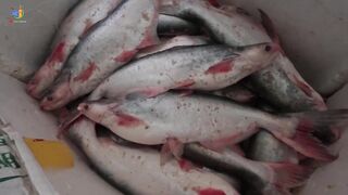 Chợ Cá Cồn Chà в Phan Thiết: чем удивляет главный рынок морепродуктов?