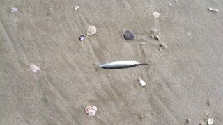 MUI NE пляжный день и рыбалка с большим уловом местных рыбаков