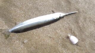 MUI NE пляжный день и рыбалка с большим уловом местных рыбаков