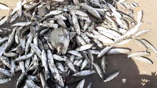 MUI NE пляжный день и рыбалка с большим уловом местных рыбаков