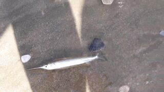 MUI NE пляжный день и рыбалка с большим уловом местных рыбаков