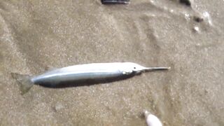 MUI NE пляжный день и рыбалка с большим уловом местных рыбаков