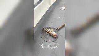 Морская рыбалка на Фукуоке Вьетнам что клюёт у берегов острова в Южно Китайском море